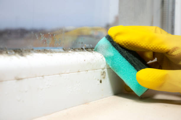 Best Mold Removal for HVAC Installations  in Kearney, MO